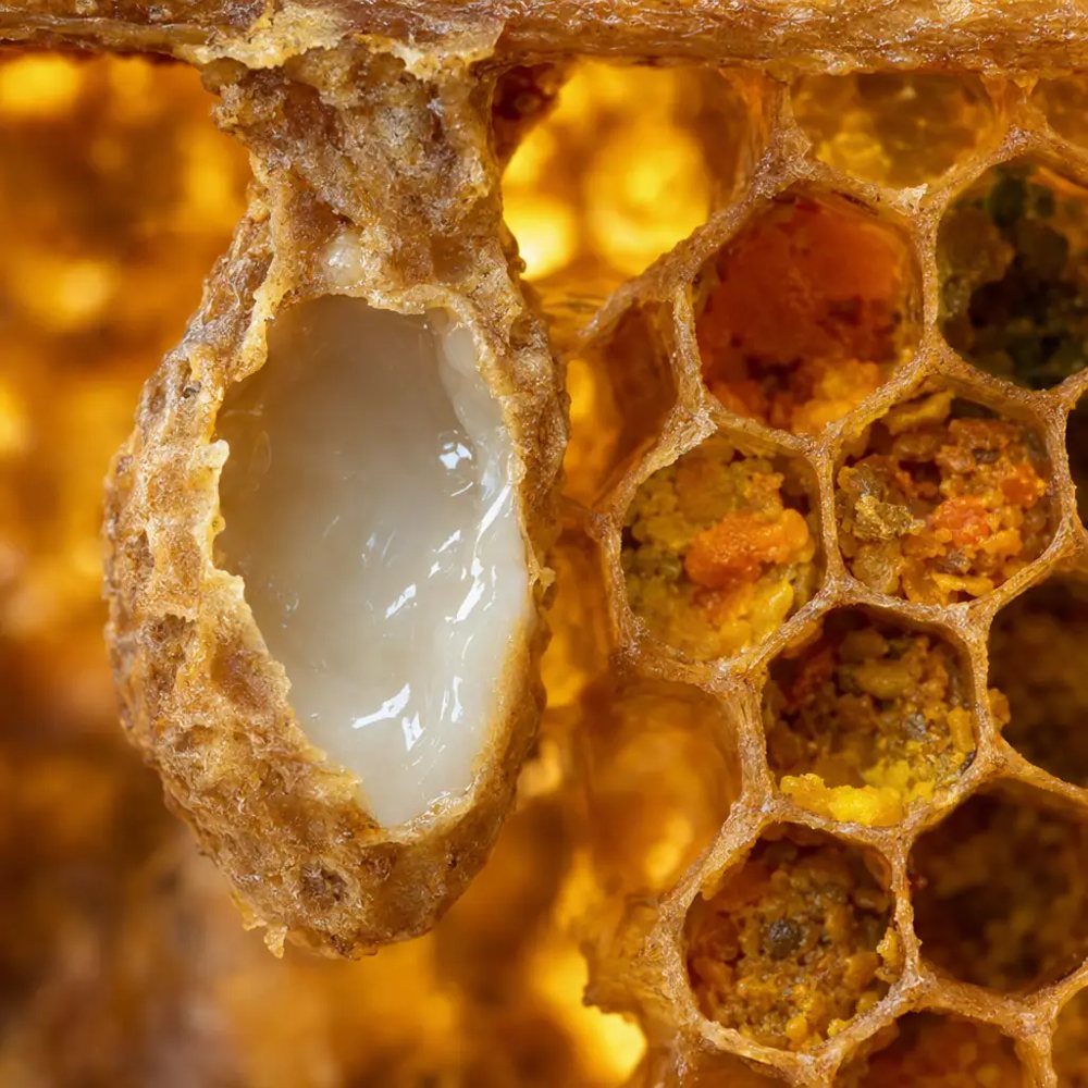 Queen cell with creamy royal jelly next to a worker cell with pollen, golden light